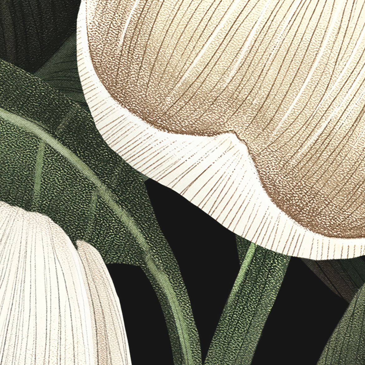 Magnolia Wallpaper