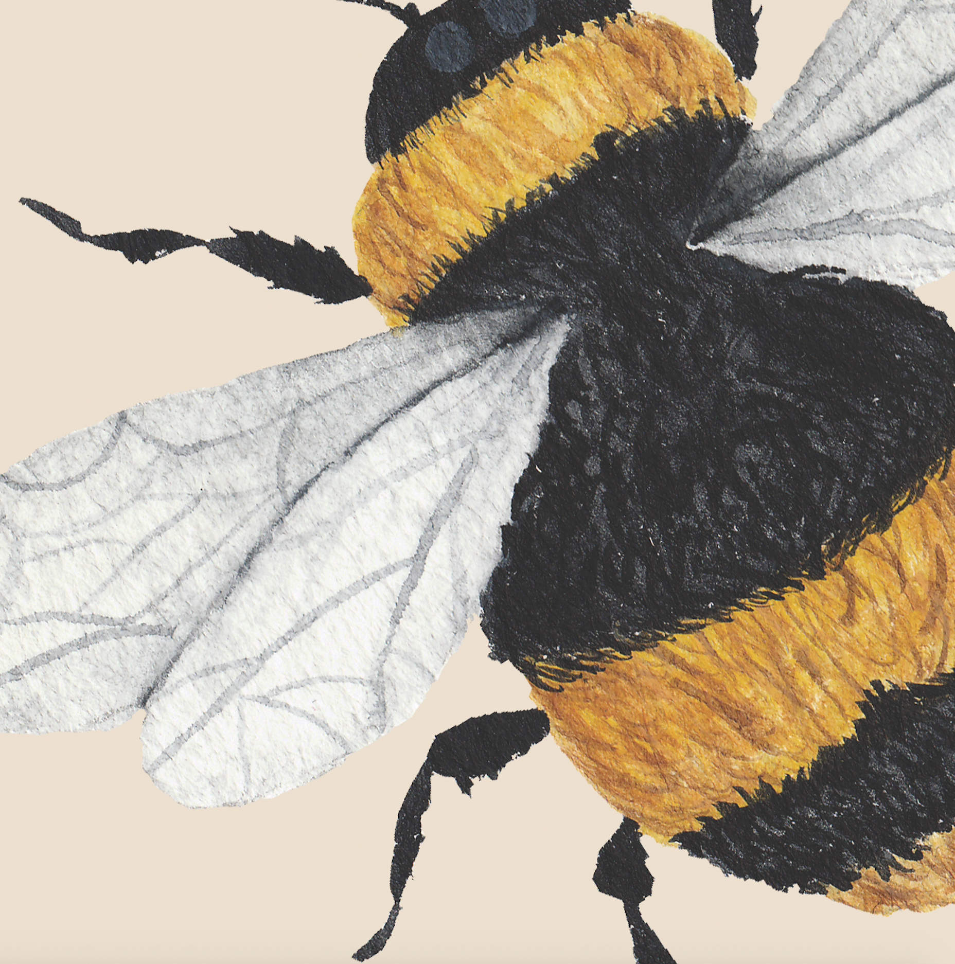 Bumble (Tan) Wallpaper